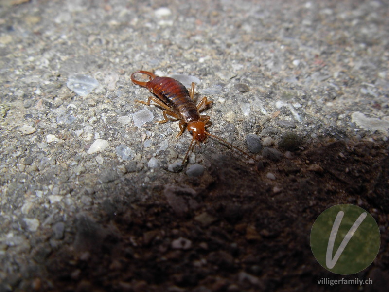 Waldohrwurm: Übersicht